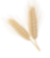 wheat