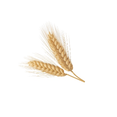 wheat